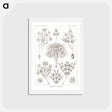 アートポストカード-Flagellata–Geiklinge from Kunstformen der Natur - エルンスト ヘッケル Postcard.