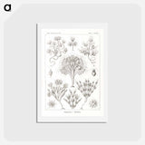 アートポストカード-Flagellata–Geiklinge from Kunstformen der Natur - エルンスト ヘッケル Postcard.