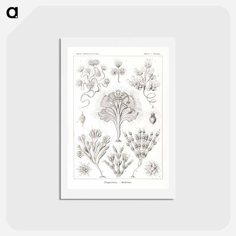 アートポストカード-Flagellata–Geiklinge from Kunstformen der Natur - エルンスト ヘッケル Postcard.