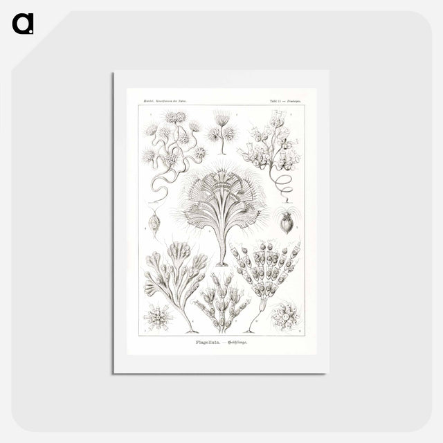 アートポストカード-Flagellata–Geiklinge from Kunstformen der Natur - エルンスト ヘッケル Postcard.