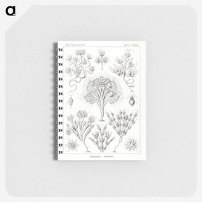 3-10_Ernst-Haeckel_memo