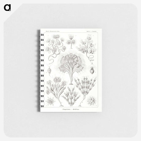3-10_Ernst-Haeckel_memo