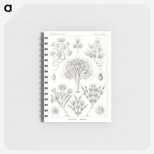 3-10_Ernst-Haeckel_memo