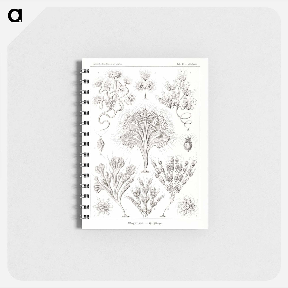 アートメモ帳-Flagellata–Geiklinge from Kunstformen der Natur - エルンスト ヘッケル Memo.