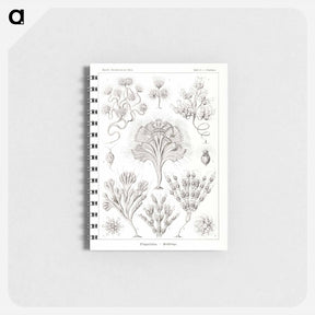 アートメモ帳-Flagellata–Geiklinge from Kunstformen der Natur - エルンスト ヘッケル Memo.