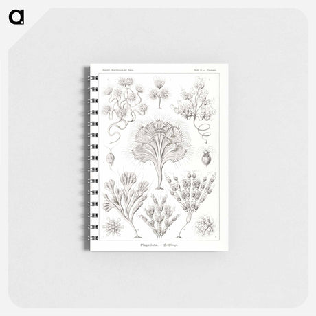 アートメモ帳-Flagellata–Geiklinge from Kunstformen der Natur - エルンスト ヘッケル Memo.