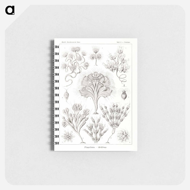 アートメモ帳-Flagellata–Geiklinge from Kunstformen der Natur - エルンスト ヘッケル Memo.