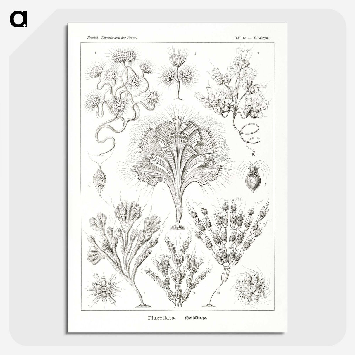 3-10_Ernst-Haeckel_picture-crop