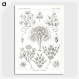 3-10_Ernst-Haeckel_picture-crop