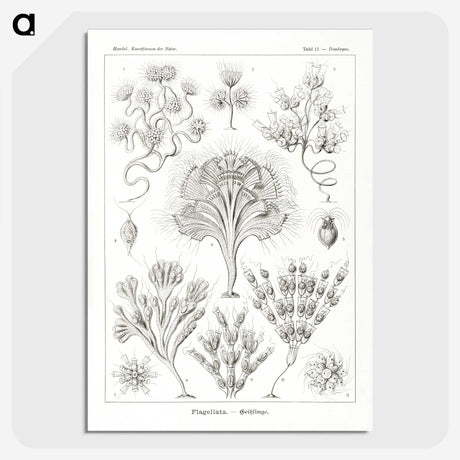 3-10_Ernst-Haeckel_picture-crop