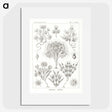 3-10_Ernst-Haeckel_picture