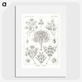 3-10_Ernst-Haeckel_picture