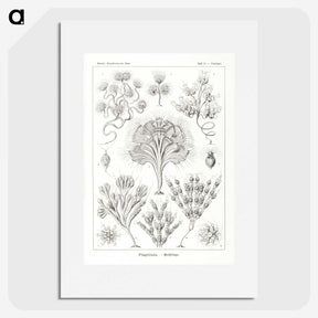 3-10_Ernst-Haeckel_picture