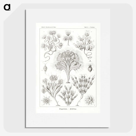 3-10_Ernst-Haeckel_picture