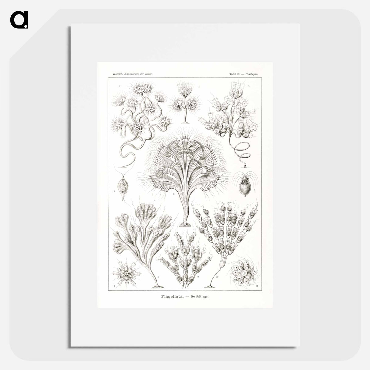 Flagellata–Geiklinge from Kunstformen der Natur - エルンスト ヘッケル Poster.