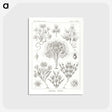 3-10_Ernst-Haeckel_postcard