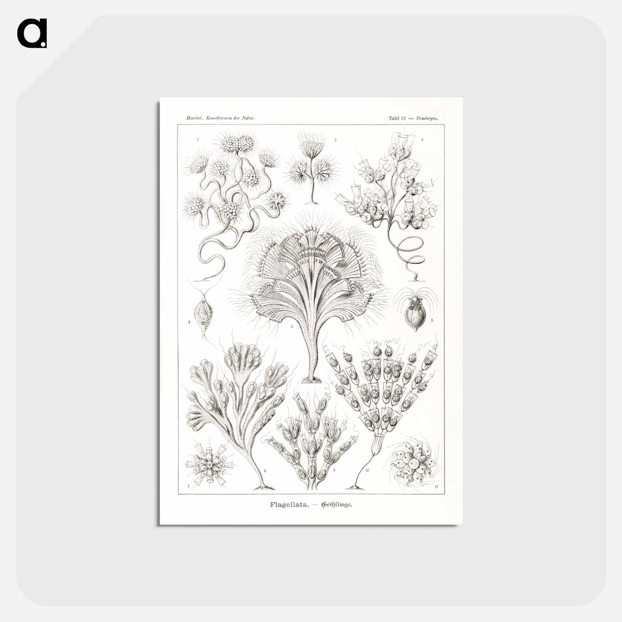 アートポストカード-Flagellata–Geiklinge from Kunstformen der Natur - エルンスト ヘッケル Postcard.