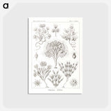 アートポストカード-Flagellata–Geiklinge from Kunstformen der Natur - エルンスト ヘッケル Postcard.