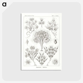 3-10_Ernst-Haeckel_postcard