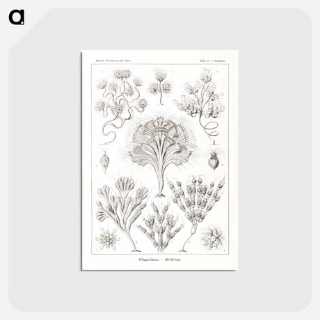 アートポストカード-Flagellata–Geiklinge from Kunstformen der Natur - エルンスト ヘッケル Postcard.