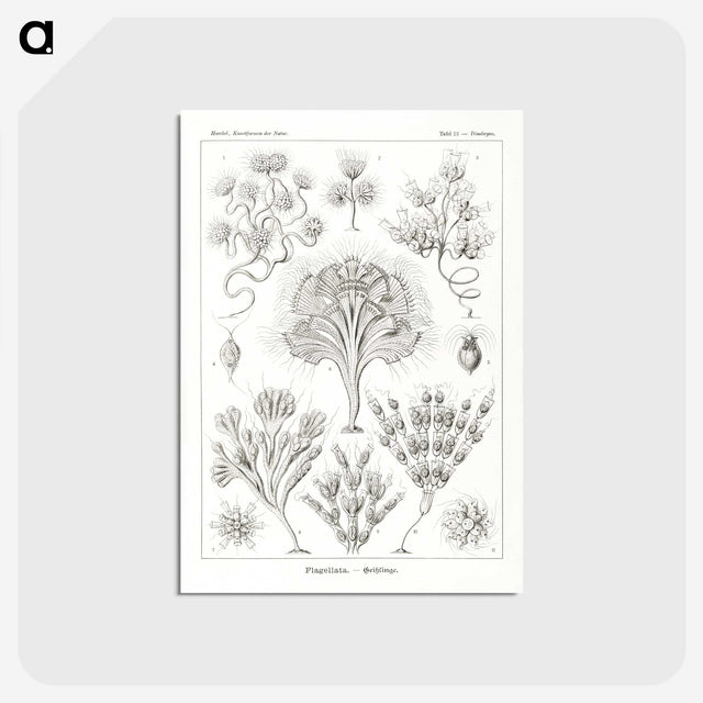 3-10_Ernst-Haeckel_postcard