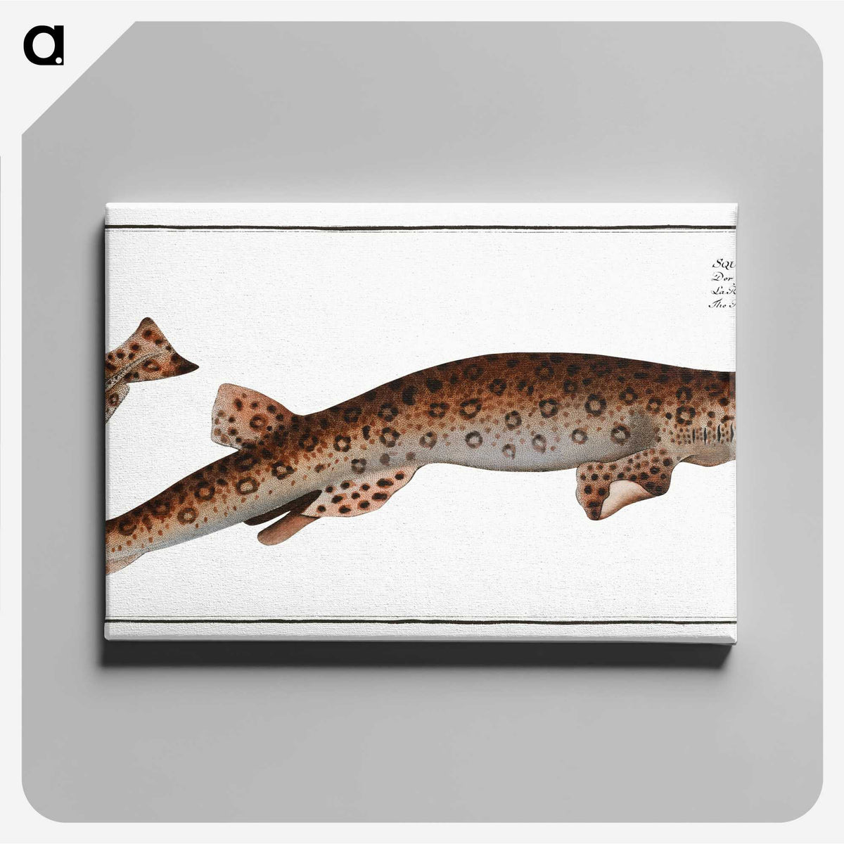 3-10_Ichtyologie-ou-Histoire-naturelle_canvas