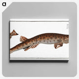 3-10_Ichtyologie-ou-Histoire-naturelle_canvas