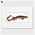 3-10_Ichtyologie-ou-Histoire-naturelle_picture