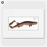 3-10_Ichtyologie-ou-Histoire-naturelle_picture