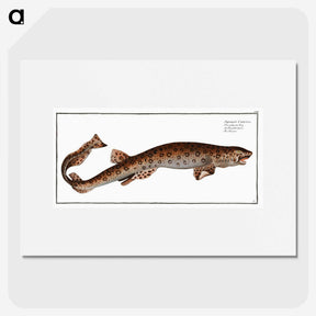 3-10_Ichtyologie-ou-Histoire-naturelle_picture