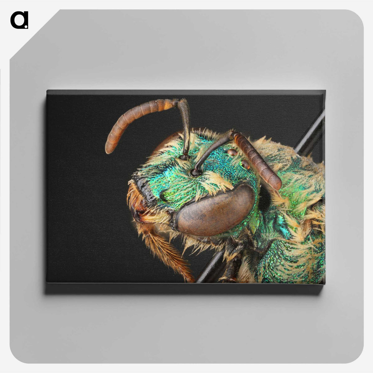 3-10_Insects-Unlocked-Project_canvas