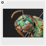 3-10_Insects-Unlocked-Project_picture-crop