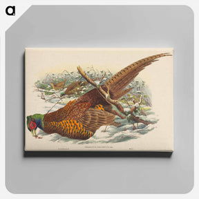 アートパネル-Ring-necked Pheasant
 - ジョン グールド Canvas.