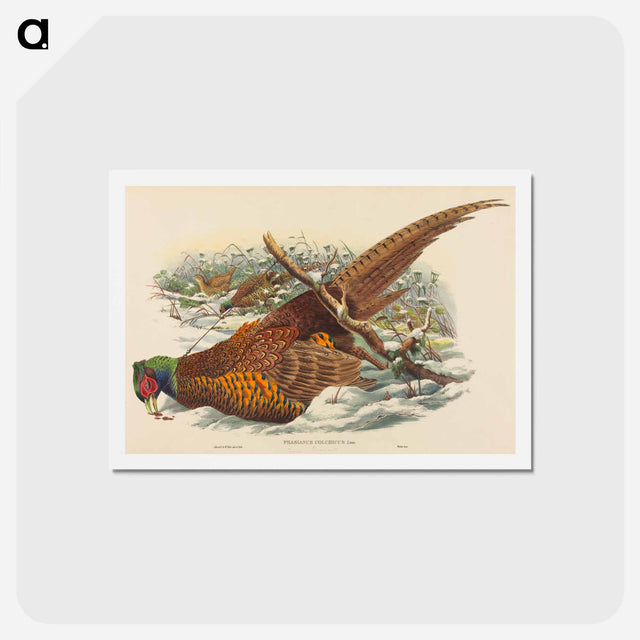 アートポストカード-Ring-necked Pheasant
 - ジョン グールド Postcard.