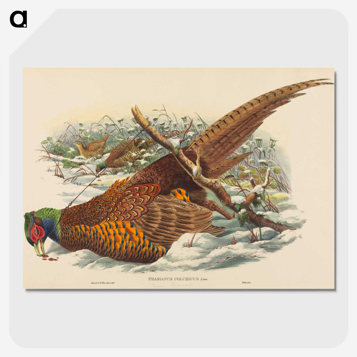 3-10_John-Gould_picture-crop