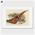 3-10_John-Gould_picture