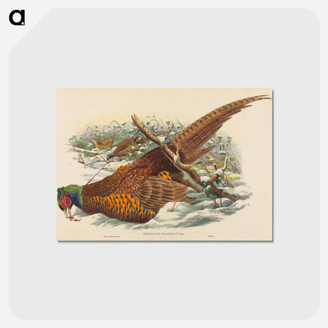 アートポストカード-Ring-necked Pheasant
 - ジョン グールド Postcard.