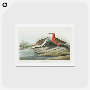 アートポストカード-Pigmy Curlew
 - ジョン ジェームス オーデュボン Postcard.