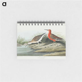 アートメモ帳-Pigmy Curlew
 - ジョン ジェームス オーデュボン Memo.