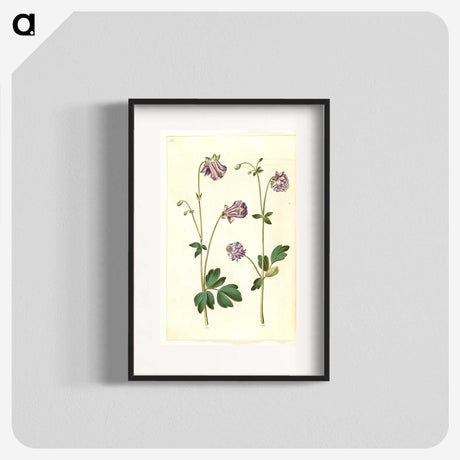 3-10_Maria-Sibylla-Merian_blk