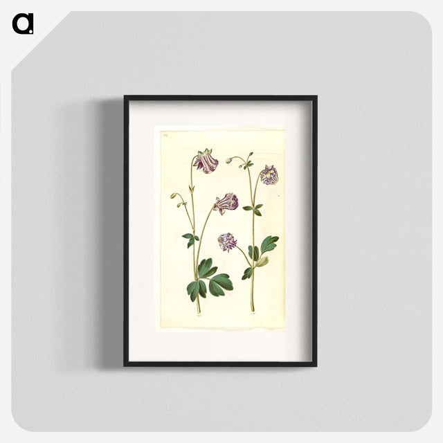 3-10_Maria-Sibylla-Merian_blk