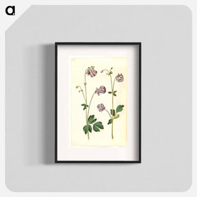 アートポスター-Aquilegia vulgaris
 - マリア ジビーラ メーリアン Poster.