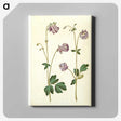 3-10_Maria-Sibylla-Merian_canvas