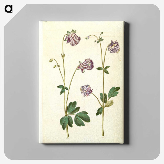 3-10_Maria-Sibylla-Merian_canvas