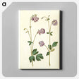 アートパネル-Aquilegia vulgaris
 - マリア ジビーラ メーリアン Canvas.