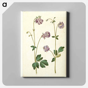 アートパネル-Aquilegia vulgaris
 - マリア ジビーラ メーリアン Canvas.