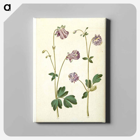 アートパネル-Aquilegia vulgaris
 - マリア ジビーラ メーリアン Canvas.