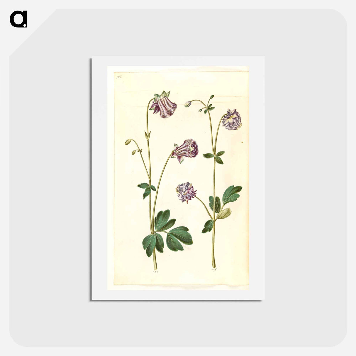 アートポストカード-Aquilegia vulgaris
 - マリア ジビーラ メーリアン Postcard.