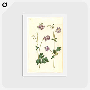 アートポストカード-Aquilegia vulgaris
 - マリア ジビーラ メーリアン Postcard.