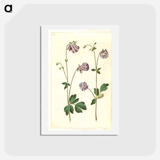 アートポストカード-Aquilegia vulgaris
 - マリア ジビーラ メーリアン Postcard.
